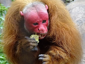 Фото Уакари