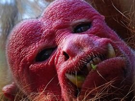 Фото Уакари