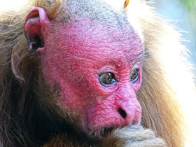 Фото Уакари