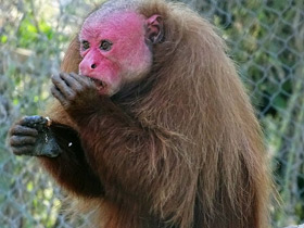 Фото Уакари