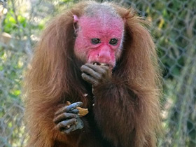 Фото Уакари