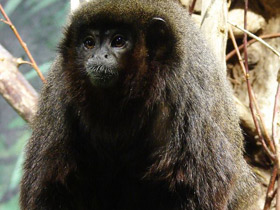 Смотреть фото Медный прыгун Фото Медный прыгун