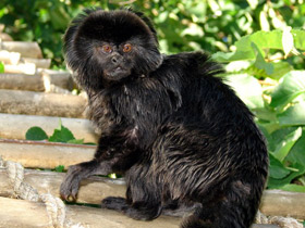 Фото Гельдиевая каллимико