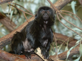 Фото Гельдиевая каллимико