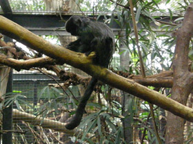 Фото Гельдиевая каллимико