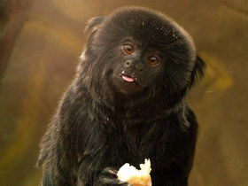 Фото Гельдиевая каллимико