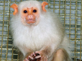 Фото Серебристая игрунка