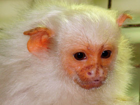 Фото Серебристая игрунка