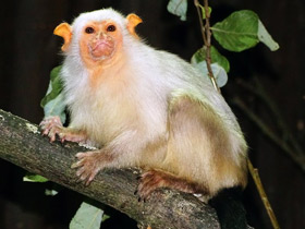 Фото Серебристая игрунка