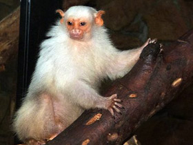 Фото Серебристая игрунка