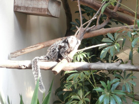 Смотреть фото Игрунка Жоффруа Фото Игрунка Жоффруа