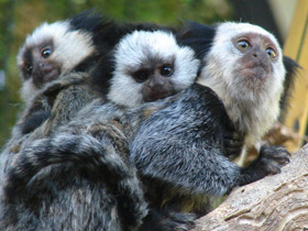 Смотреть фото Игрунка Жоффруа Фото Игрунка Жоффруа