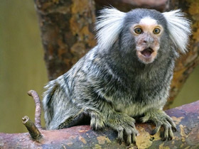 Фото Обыкновенная игрунка