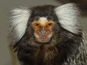 Обыкновенная игрунка Обыкновенная игрунка