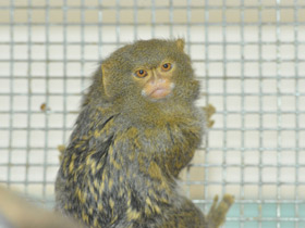 Фото Карликовая игрунка