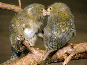 Фото Карликовая игрунка