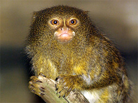 Фото Карликовая игрунка