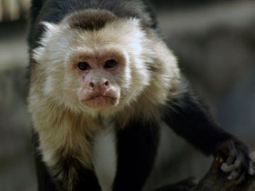 Фото Белоплечий капуцин