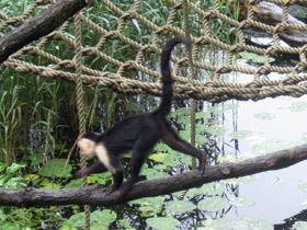 Фото Белоплечий капуцин