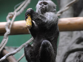 Фото Капуцин-плакса