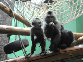 Фото Капуцин-плакса