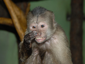 Фото Капуцин-плакса