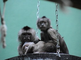 Фото Капуцин-плакса