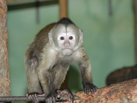 Фото Капуцин-плакса