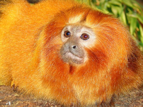 Золотистая игрунка Золотистая игрунка