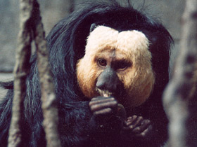 Фото Бледнолиций саки