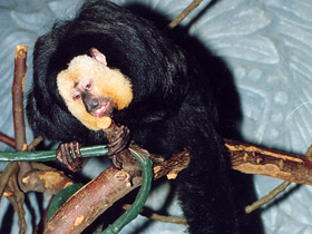 Фото Бледнолиций саки