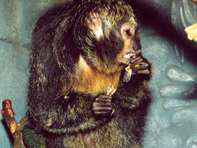 Фото Бледнолиций саки