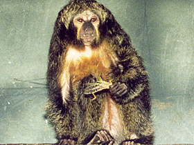 Фото Бледнолиций саки