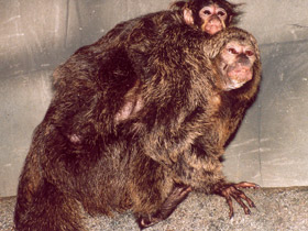 Фото Бледнолиций саки