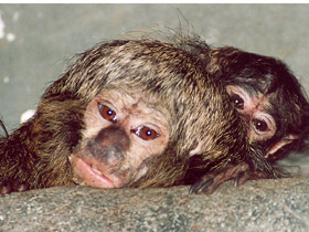 Фото Бледнолиций саки