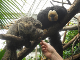 Фото Бледнолиций саки