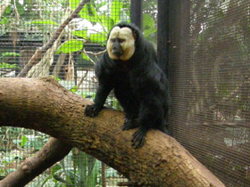 Фото Бледнолиций саки