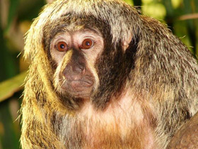 Фото Бледнолиций саки