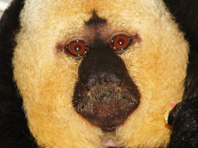 Фото Бледнолиций саки