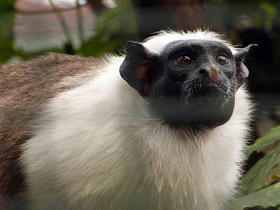 Двуцветный тамарин Двуцветный тамарин