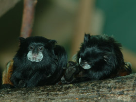 Фото Буроголовый тамарин