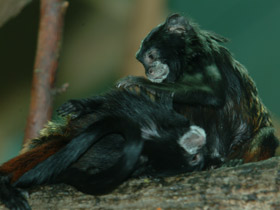 Фото Буроголовый тамарин