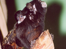 Фото Буроголовый тамарин