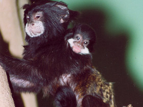Фото Буроголовый тамарин