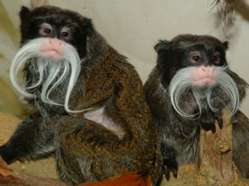 Императорский тамарин Императорский тамарин