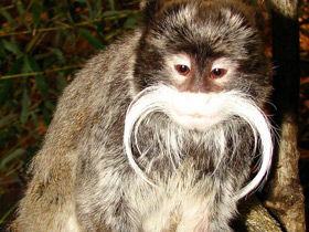 Фото Императорский тамарин