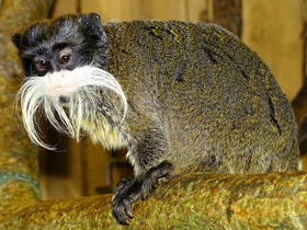 Фото Императорский тамарин