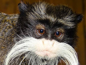 Фото Императорский тамарин