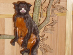 Фото Краснобрюхий тамарин