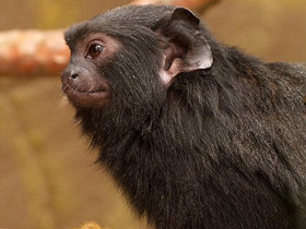 Фото Краснорукий тамарин